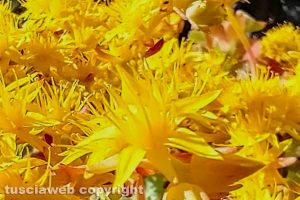 Sedum Palmieri in fiore