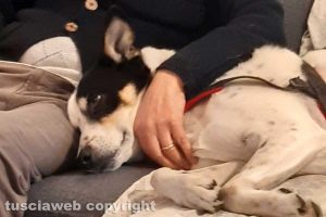 Armando Giannetti con il suo cagnolone Jordan