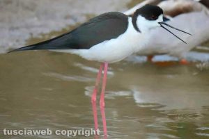 Tarquinia - Un cavaliere d'Italia