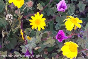 Bouquet campestre