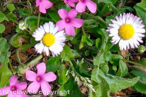 Fiori di campo