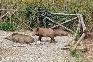 Famiglia di cinghiali