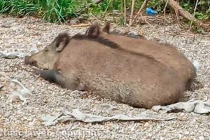 La famigliola di cinghiali in via Genova