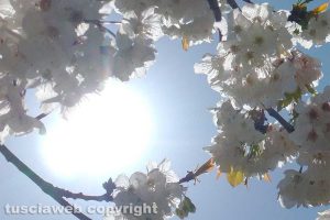 Ciliegio in fiore