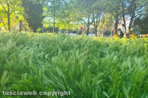 Viterbo - Erba alta nei giardini della Quercia