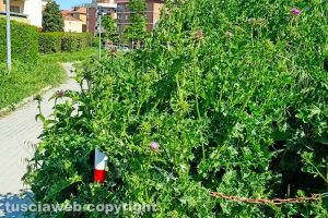 Viterbo - Incuria lungo la stradina che collega via dei Monti Cimini a via Monte Bianco