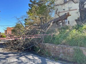 Viterbo - L'albero caduto in strada Tobia