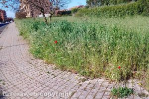 Viterbo - Incuria a Santa Barbara