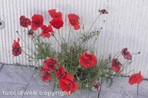 Fiori