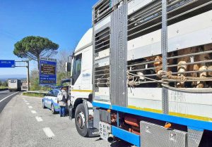 Polizia - I controlli sulla Umbro-laziale sui trasporti di animali