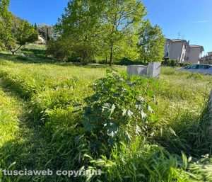 Viterbo - Erba alta ai giardini della Mazzetta