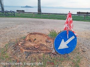 Montefiascone - Gli alberi tagliati sul lungolago