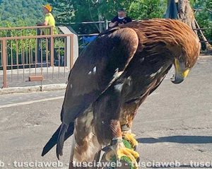 Bagnoregio - Aquila legata sotto al sole