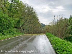 Capranica - Albero sulla Cassia