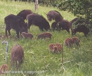 Viterbo - Cinghiali alla Palanzana
