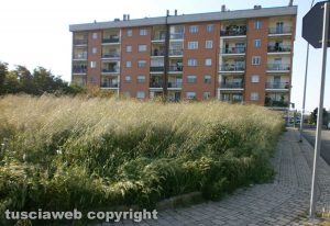 Viterbo - Erba alta a Santa Barbara