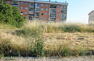 Viterbo - Erba alta a Santa Barbara