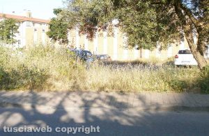 Viterbo - Santa Barbara - Erbacce sui marciapiedi