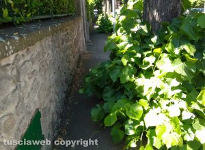 Viterbo - Degrado del marciapiede di viale IV novembre