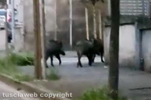 Viterbo - Cinghiali tra via Monte Asolone e via Vittorio Veneto