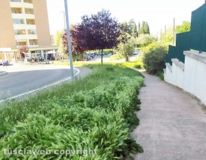 Viterbo - Erba alta al quartiere Santa Lucia