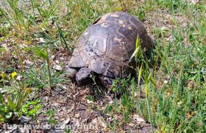 Viterbo - La tartaruga trovata al laghetto Eden 2.0