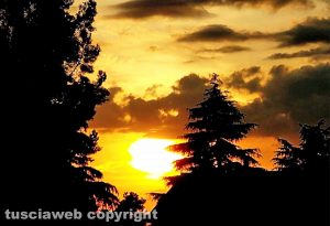 Tramonto tra gli alberi