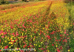 Campo di margherite e papaveri