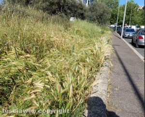 Viterbo - Erbacce a Santa Maria dell'Elce