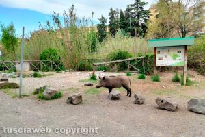 Viterbo - Cinghiali alla rotonda tra via Belluno e via Genova