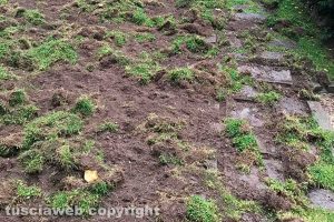 Viterbo - Il giardino invaso dai cinghiali