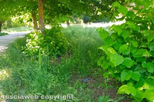 Viterbo - Incuria in via Monti Cimini