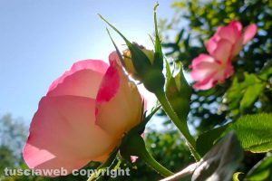 Rose rosa