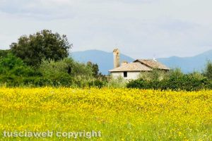 Gallese - Un campo fiorito