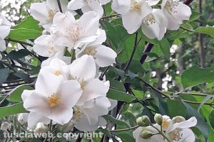 Philadelphus
