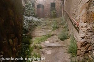 Viterbo - Erba alta a Roccalvecce