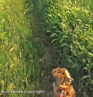Viterbo - Erba alta a Santa Lucia