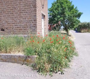 Viterbo - Erba alta vicino alla cabina dell'Enel