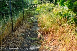 Viterbo - Uno dei marciapiedi di via Santa Maria della Grotticella