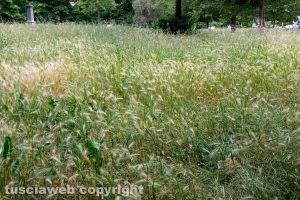 Viterbo - Erba alta al parco Principessa Mafalda di Savoia
