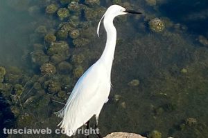 Egretta Garzetta alla laguna di Orbetello
