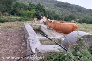 Barbarano Romano - Animali in cerca di acqua