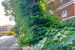 Viterbo - Incuria lungo la Cimina