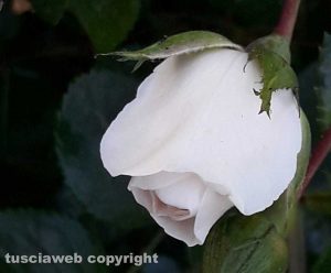 Una rosa
