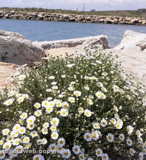 Montalto di Castro - Fiori alla foce del fiume Fiora
