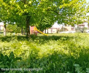 Viterbo - Erba alta al parco in via Puccini