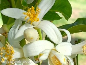 Fiore di pompelmo