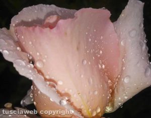 Una rosa