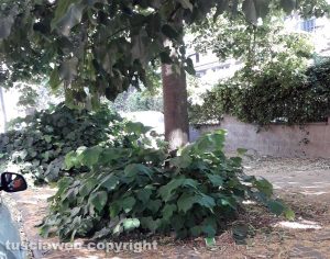 Viterbo - Erba alta in via Porsenna