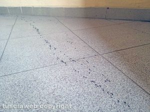 Montefiascone – Le formiche alla stazione di Zepponami